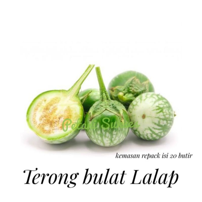 Jual Repack Butir Bibit Benih Sayuran Buah Terong Bulat Lalap