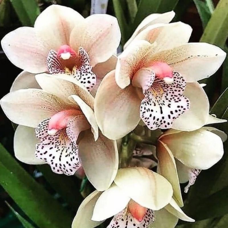 Jual ANGGREK DENDROBIUM WHITE Sudah Knop Spike Sudah Kuncup Siap