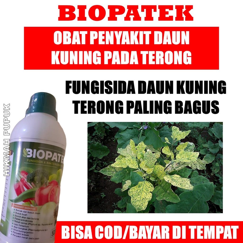 Jual Terlaris Obat Biopatek Atasi Serangan Penyakit Daun Kuning Pada