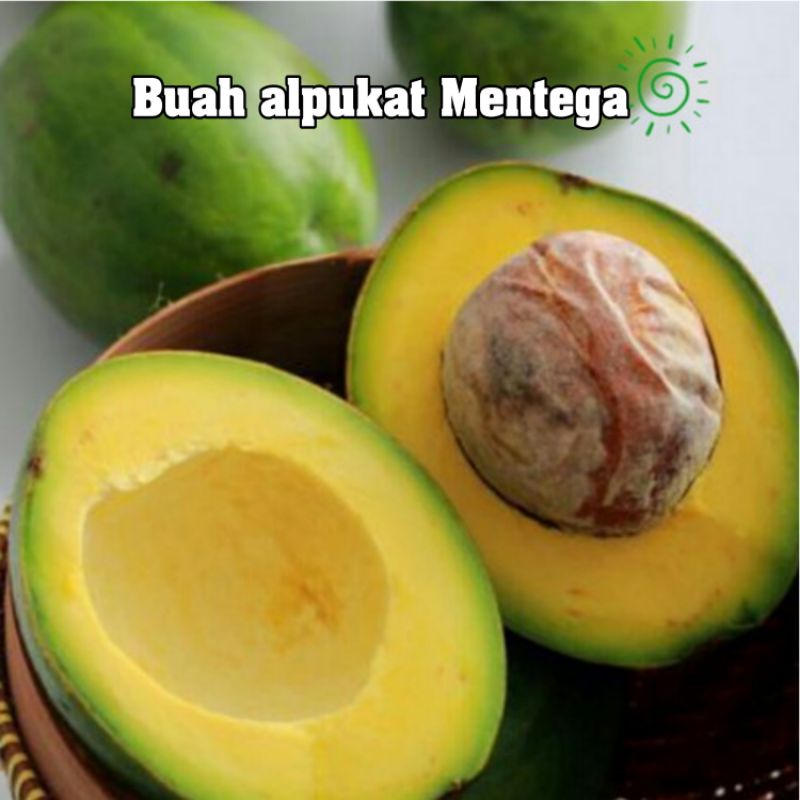 Jual Alpukat Mentega Kg Isi Sampai Buah Buah Alpukat