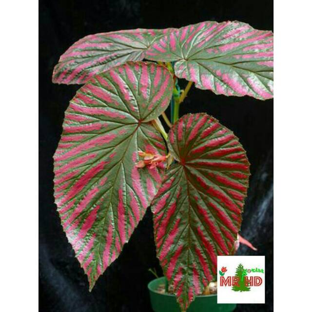 Jual Tanaman Hias Begonia Brevirimosa Ssp Exotica Shopee Indonesia