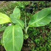 Jual Bibit Pisang Raja Sajen Super Bibit Pisang Raja Cere Unggul Buah