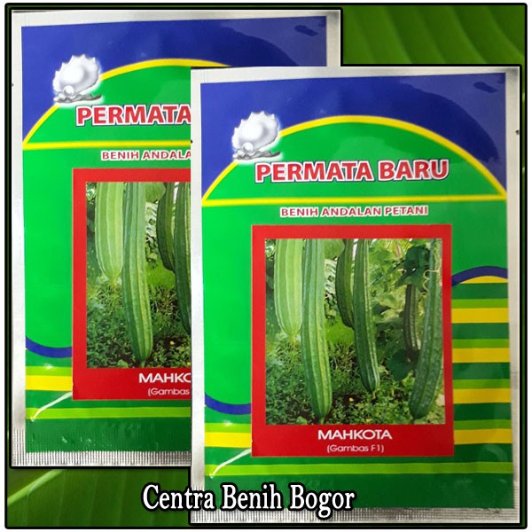 Jual SEKITAR 70 BIJI BENIH BIBIT OYONG GAMBAS F1 MAHKOTA BENIH