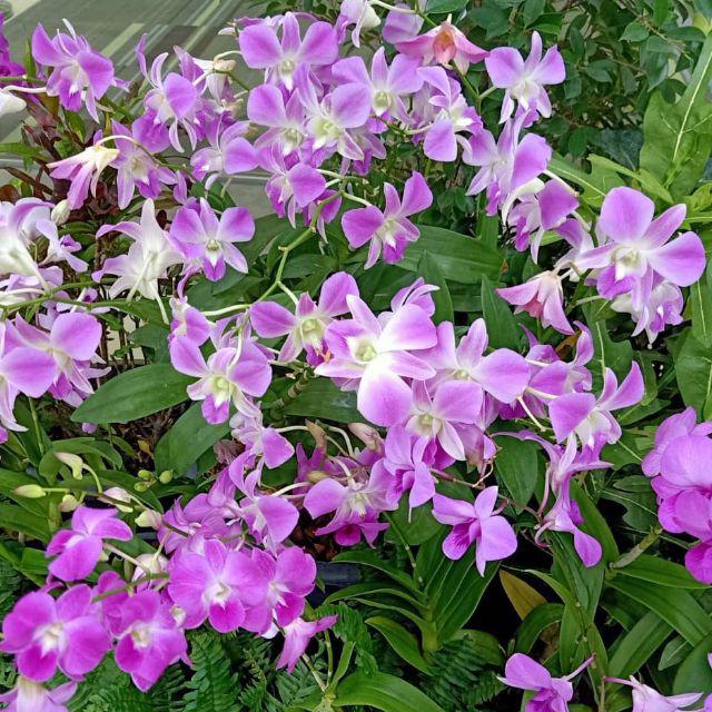 Jual Anggrek Dendrobium Dendrobium Orchid Tanaman Hias Bunga