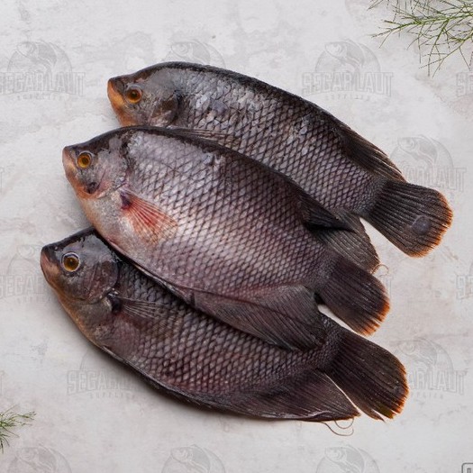 Jual Ikan Gurame Fresh Frozen Segar Shopee Indonesia