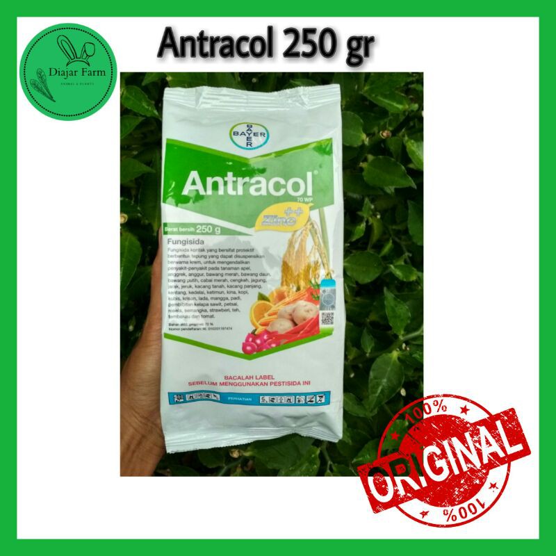 Jual Antracol Fungisida 70 WP Fungisida Antracol 250 Gr Shopee