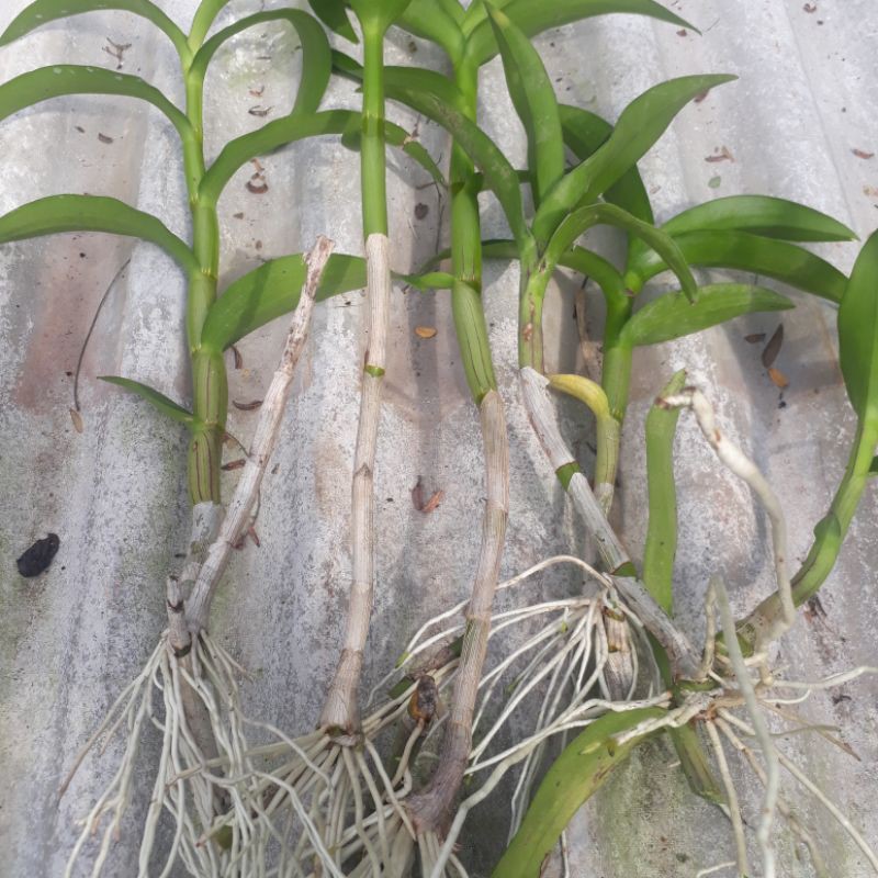 Jual Anggrek Dendrobium Keiki Split Shopee Indonesia