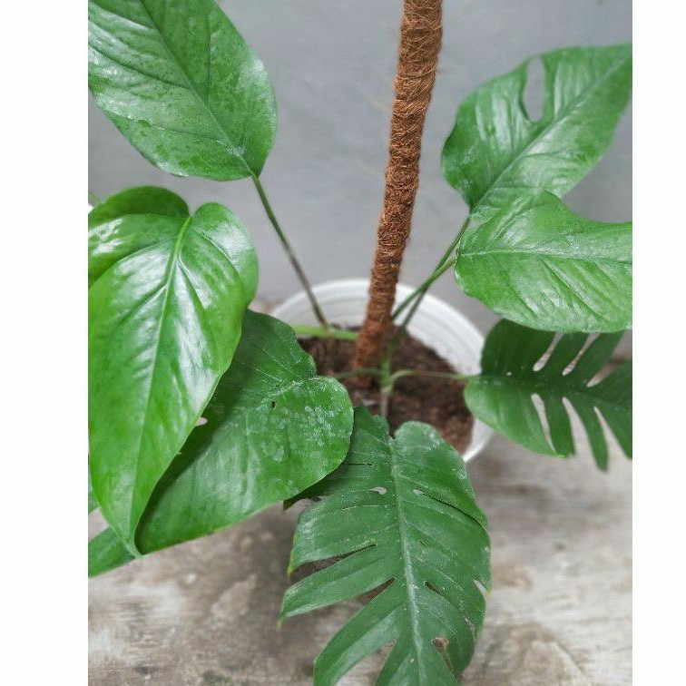 Jual Monstera Rhaphidophora Monstera Ekor Naga Dewasa Shopee Indonesia