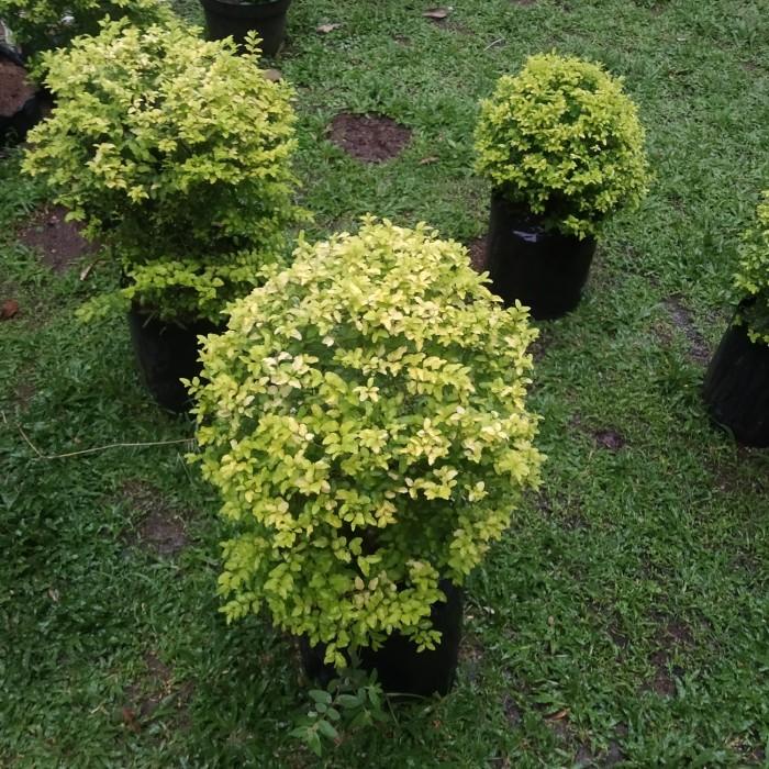 Jual Tanaman Hias Legistrum Kuning Ukuran Sesuai Poto Shopee Indonesia