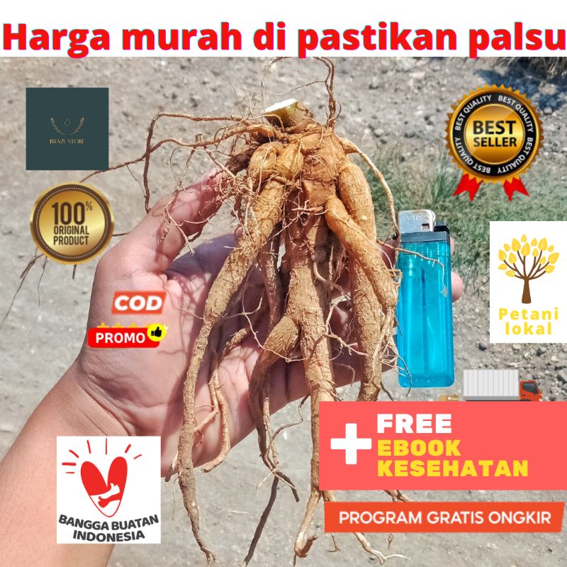 Jual Gingseng Ginseng Jawa Tanaman Obat Herbal Energi Akar Merah