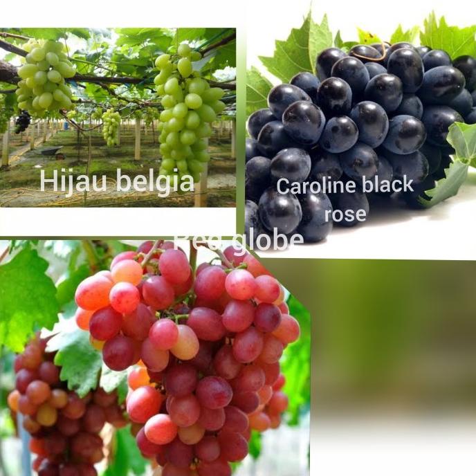 Jual TERBARU PAKET 3 BIBIT ANGGUR IMPORT HIJAU BELGIA RED GLOBE