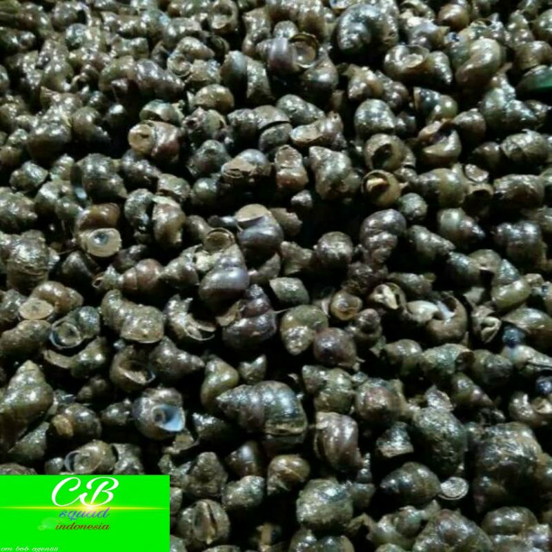 Jual 1 Kg Tutut Sawah Hidup Termurah Banyak Hasiat Shopee Indonesia