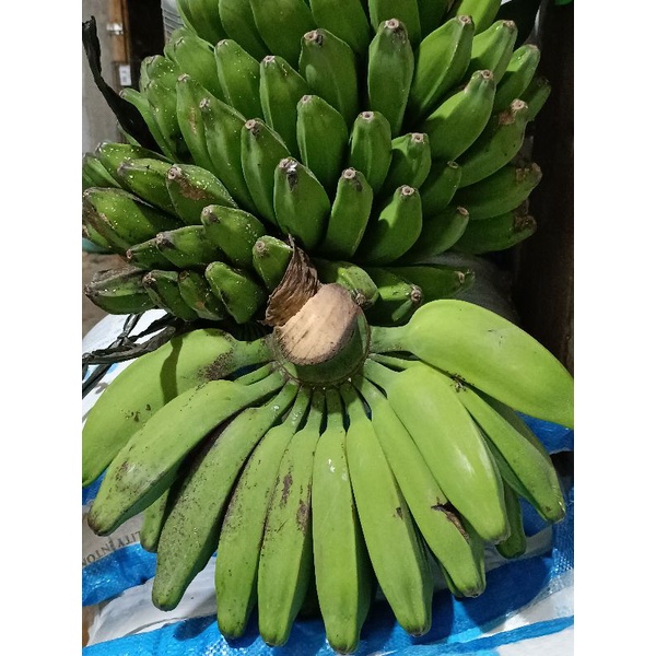 Jual Pisang Kepok Putih Fresh Mentah Per Sisir Shopee Indonesia