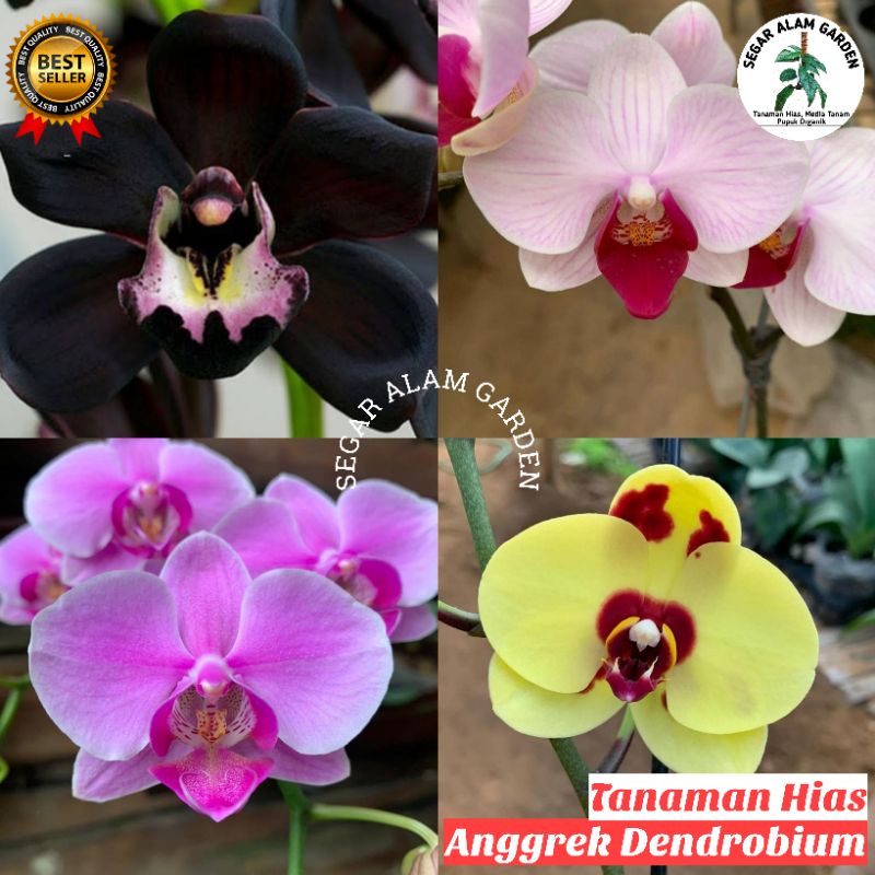 Jual Paket Bibit Bunga Anggrek Dendrobium Bunga Anggrek Shopee