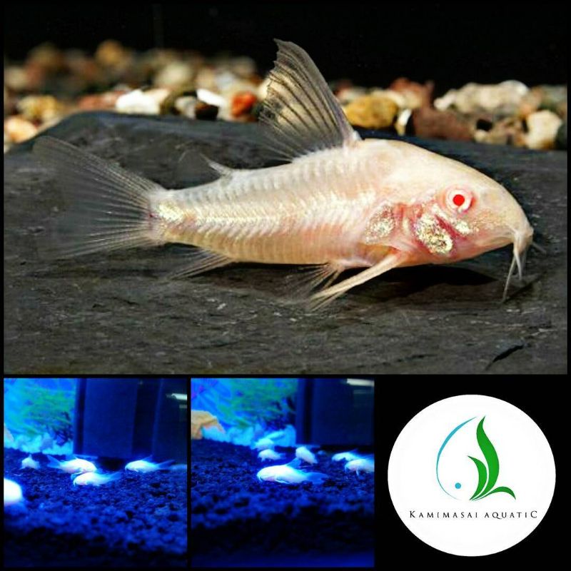 Jual Ikan Corydoras Albino Untuk Aquarium Dan Aquascape Shopee Indonesia