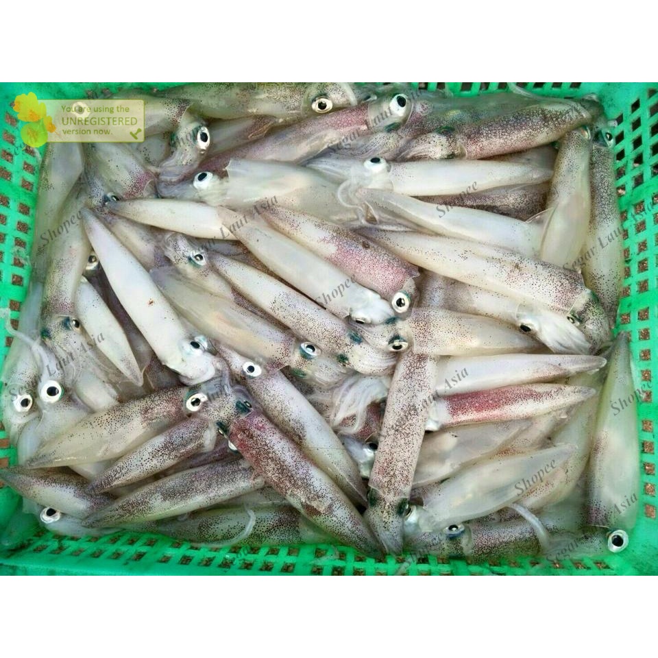 Jual Cumi Segar Cumi Sero Segar Cumi Fresh Seafood Hasil Laut Segar