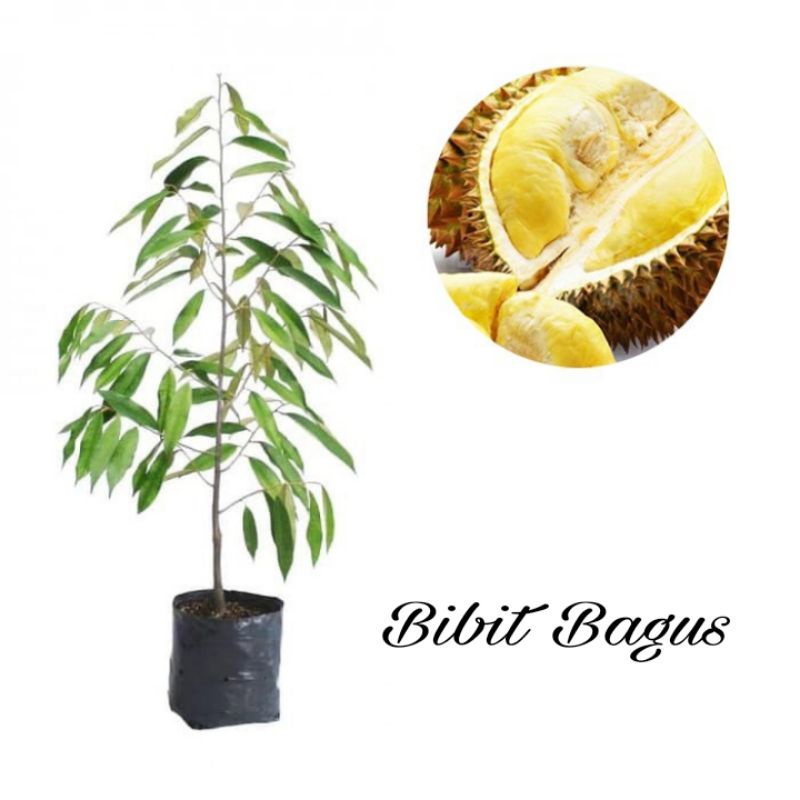 Jual Bibit Tanaman Buah Durian Musangking BISACOD Shopee Indonesia