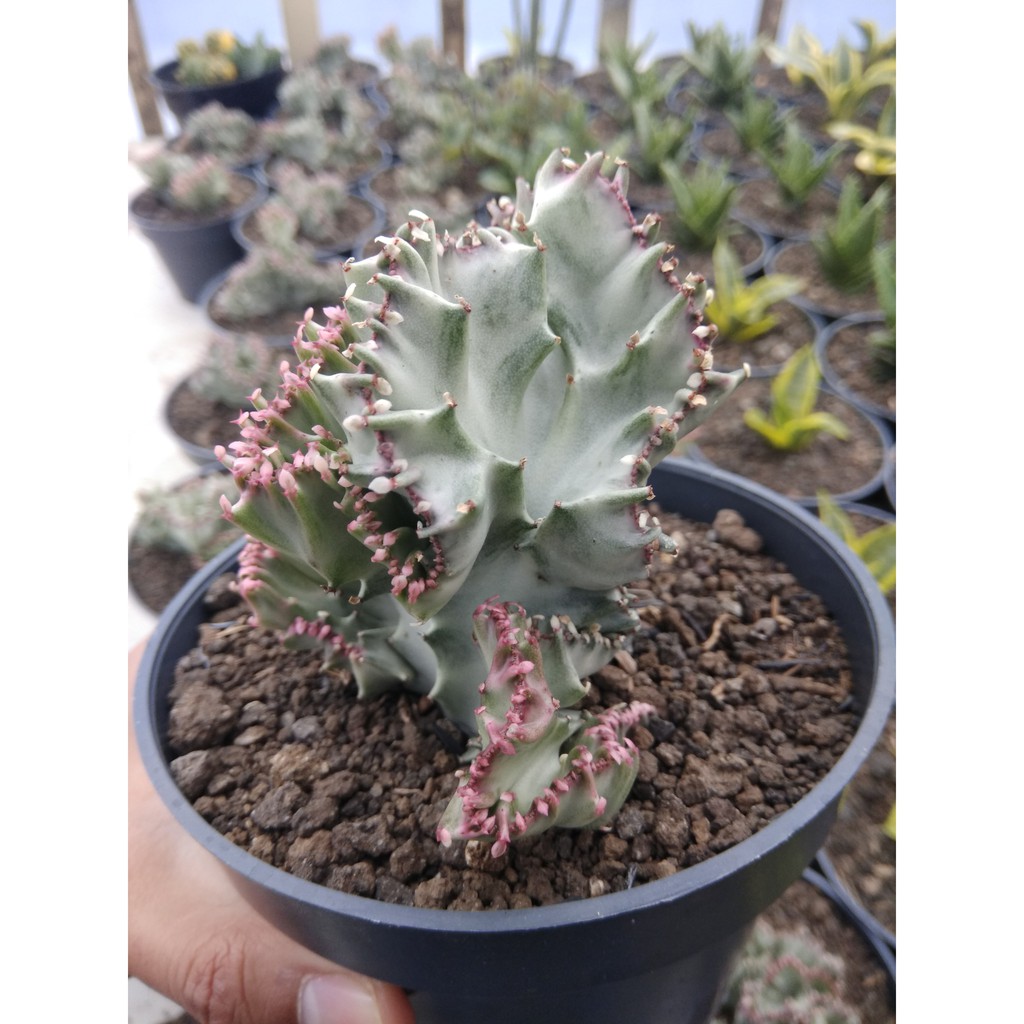 Jual Tanaman Hias Euphorbia Lactea Cristata White Shopee Indonesia