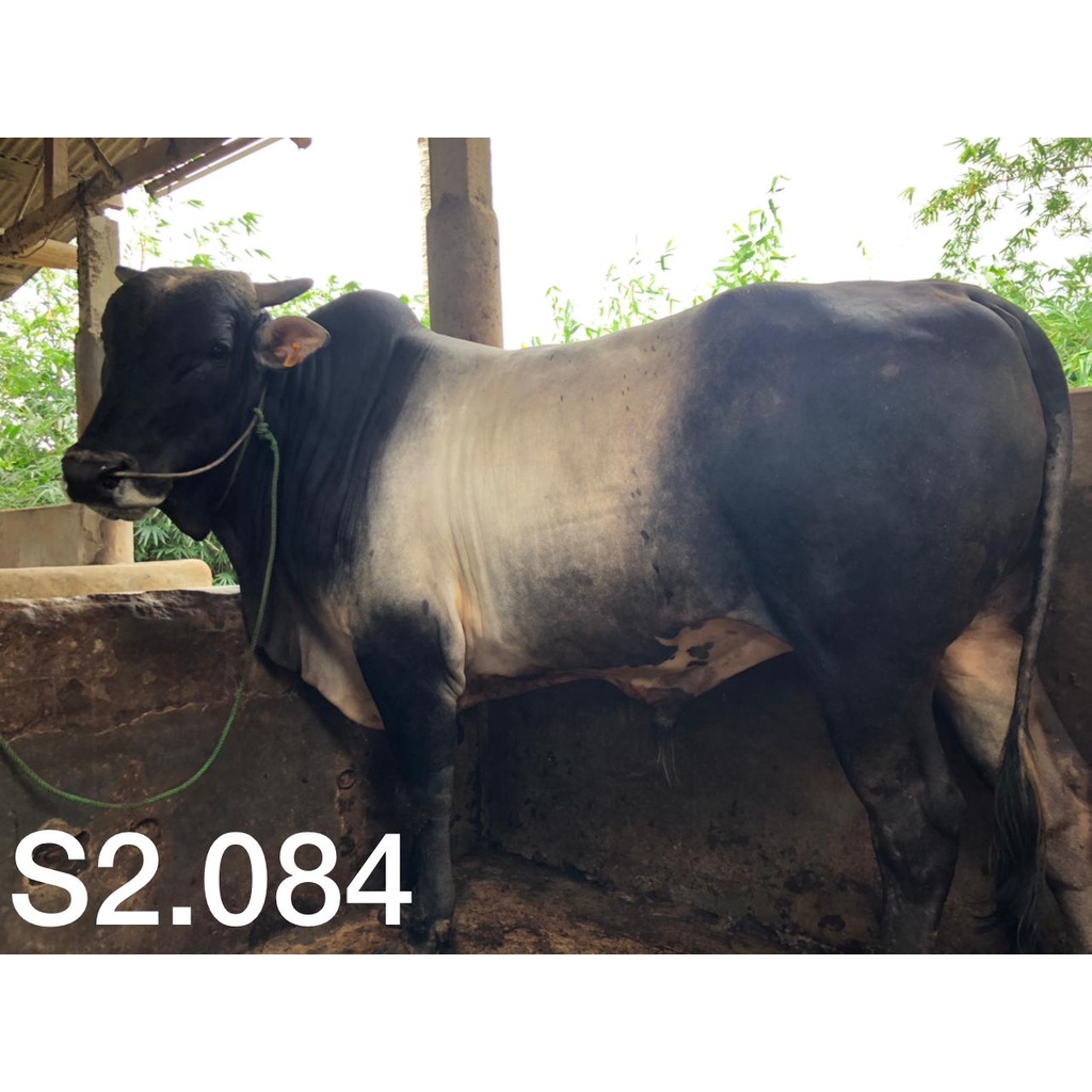 Jual Jual Sapi Qurban Sapi Bali Bobot Kg Ganteng Semok