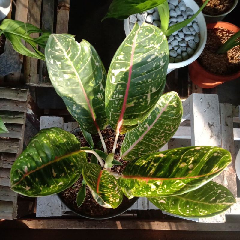 Jual Aglaonema Dona Carmen Shopee Indonesia