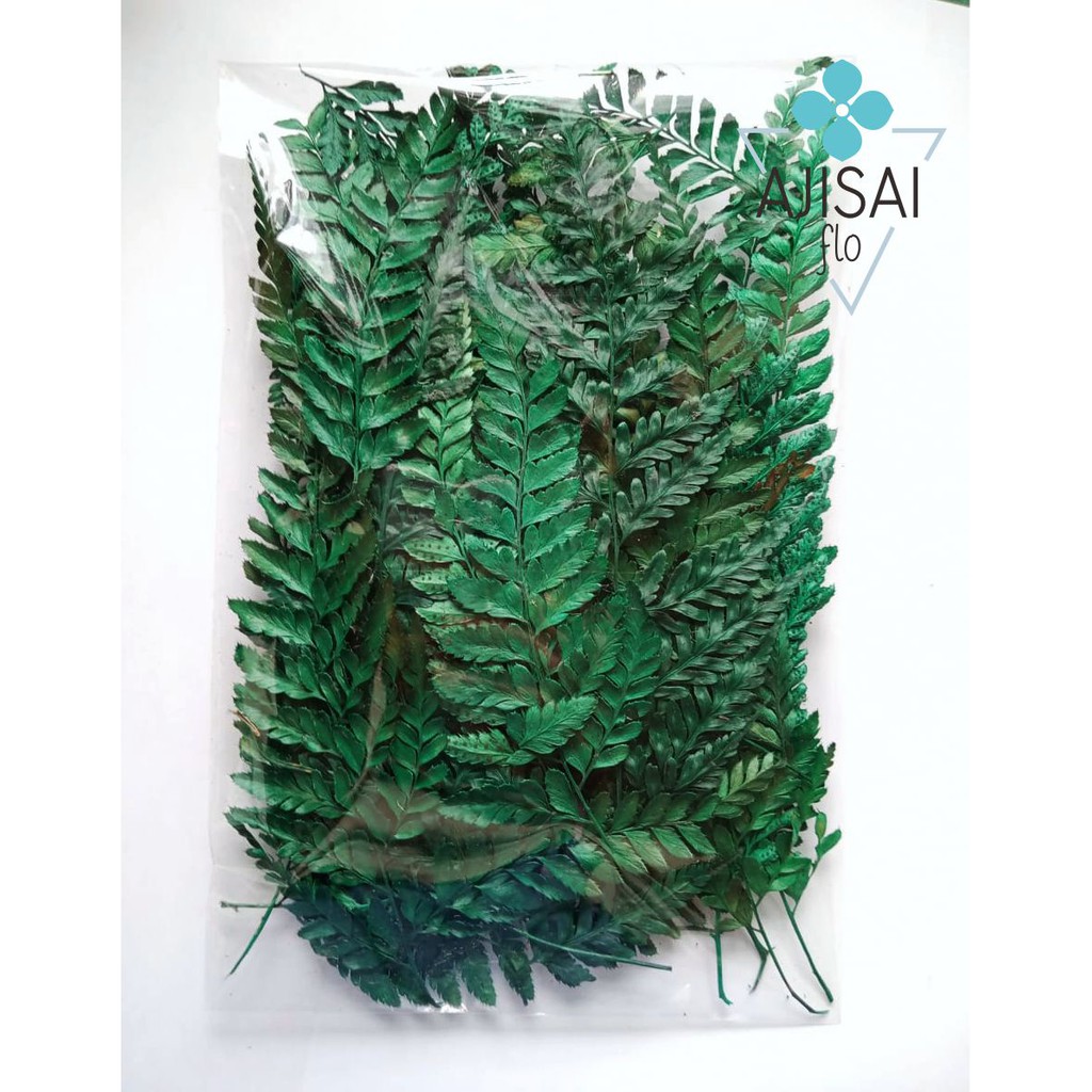 Jual Daun Pakis Kering Isi Helai Untuk Hiasan Mahar Dekorasi