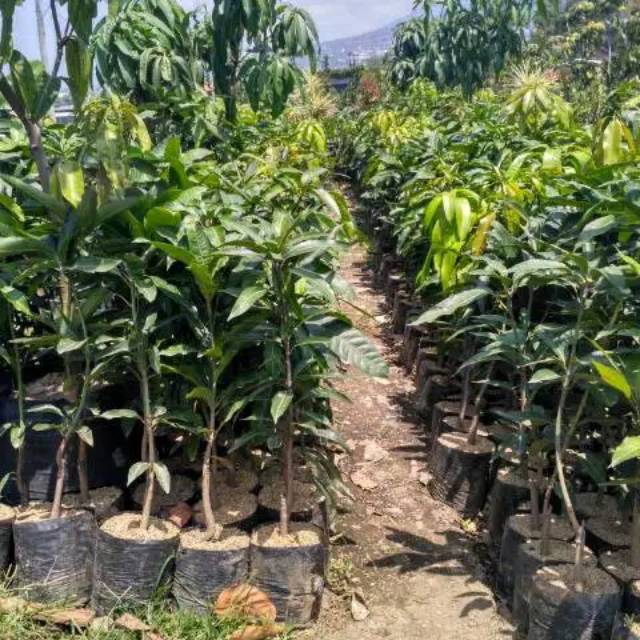 Jual Bibit Mangga Kiojay Okulasi Sambung Pucuk WISATA AGROTANI