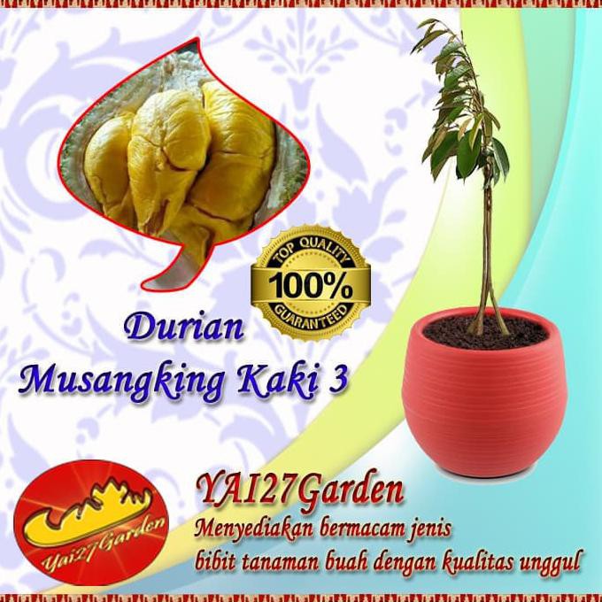 Jual Jual Bibit Durian Musang King Kaki Unggul Shopee Indonesia