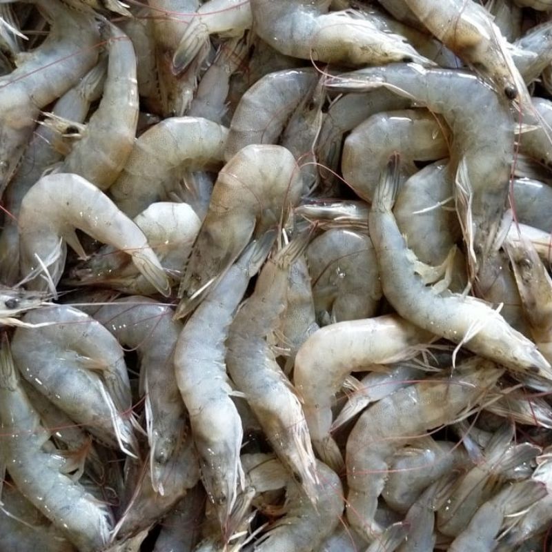 Jual Udang Vaname Fresh Shopee Indonesia