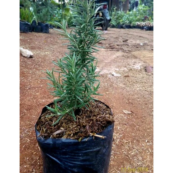 Jual Terlaris Pohon Rosemary Pengusir Nyamuk Rosemari Tanaman Hias