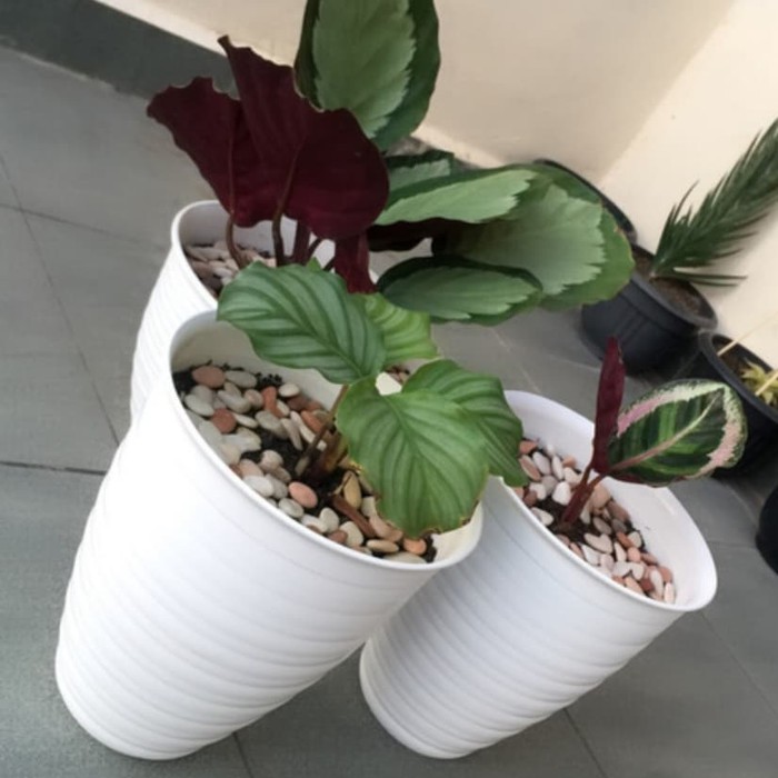 Jual Pot Tawon Pirus 27 Cm Shopee Indonesia