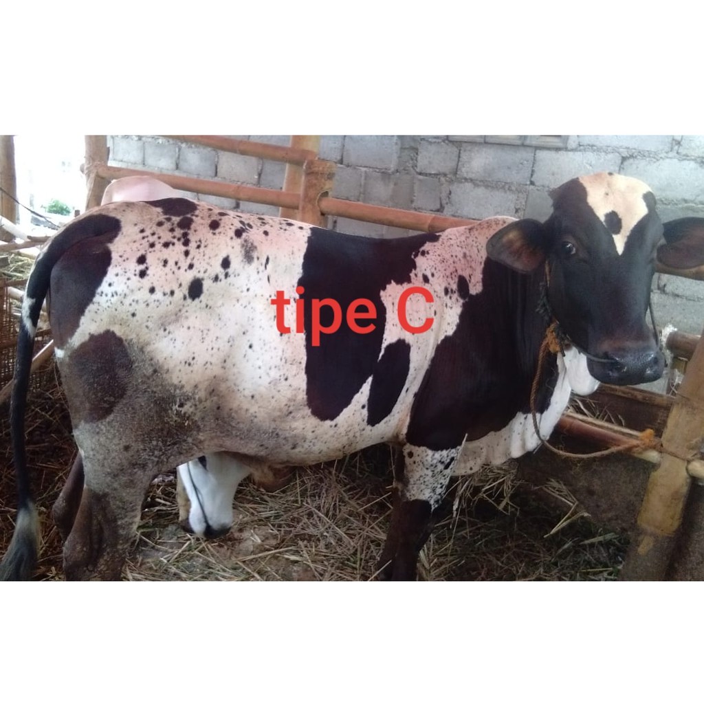 Jual Sapi Kurban Tipe C Bobot Kg Hewan Qurban Gratis