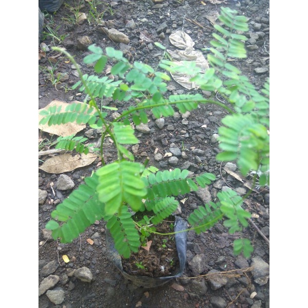 Jual Bibit Tanaman Herbal Daun Saga Tanaman Daun Saga Rambat Shopee