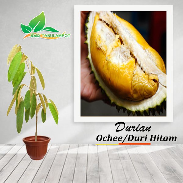 Jual Baru Gaes Bibit Tanaman Buah Durian Duri Hitam Atau Durian Ochee