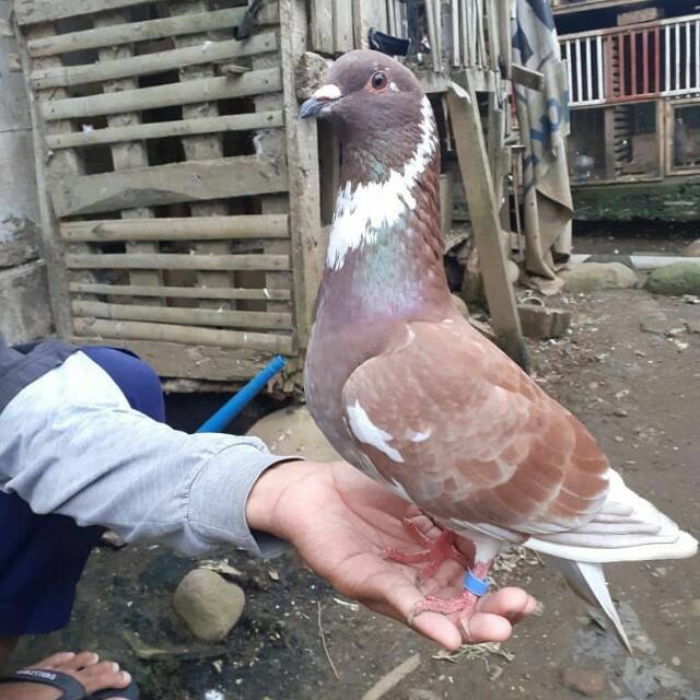 Jual Burung Dara Merpati Hidup Jantan Size Indukan Shopee Indonesia