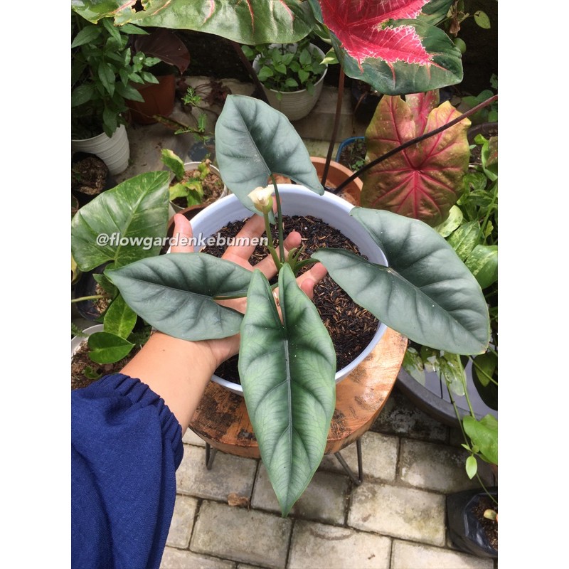 Jual Alocasia Reversa Tanaman Hias Shopee Indonesia