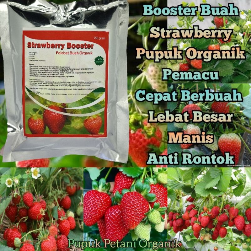 Jual Pupuk Organik Strawberry Booster Agar Cepat Berbuah Lebat Jumbo