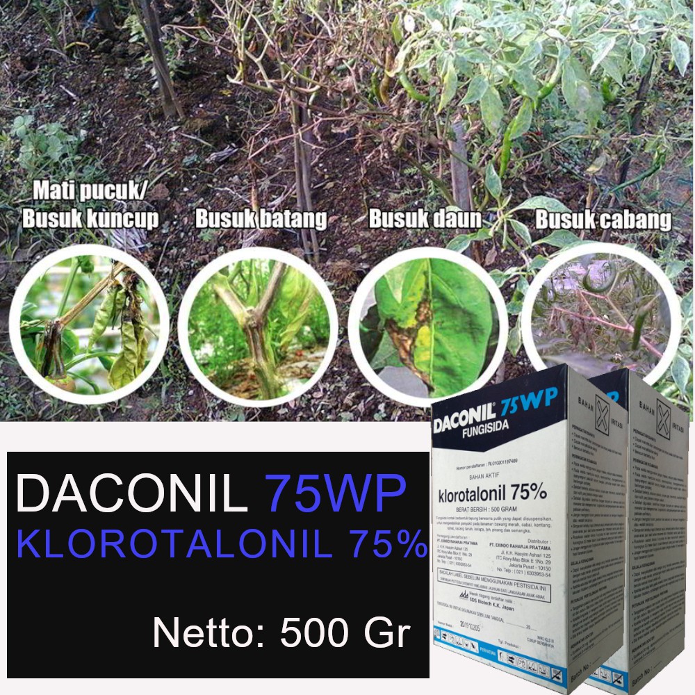 Jual Daconil 500 Gram Kloratolonil 75WP Fungisida Busuk Batang Daun