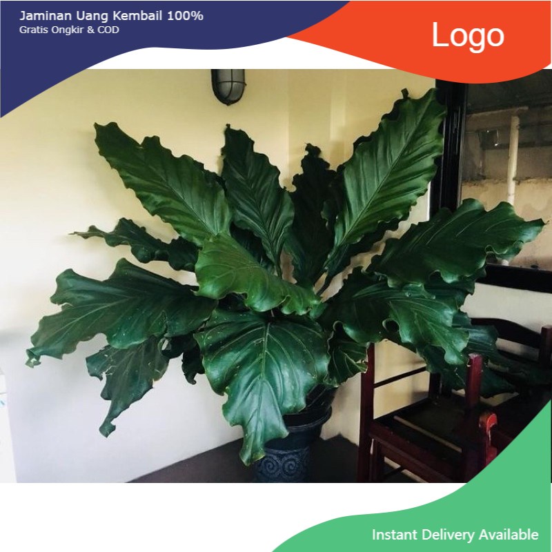 Jual Promo Tanaman Hias Anthurium Gelombang Cinta Tanaman Hidup