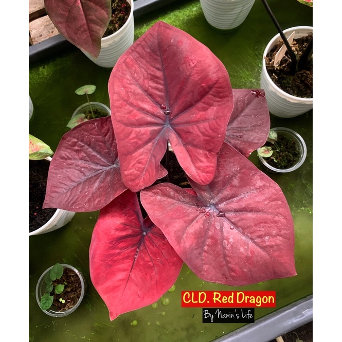 Jual Keladi Red Dragon Caladium Red Dragon Caladium Hybrid Shopee