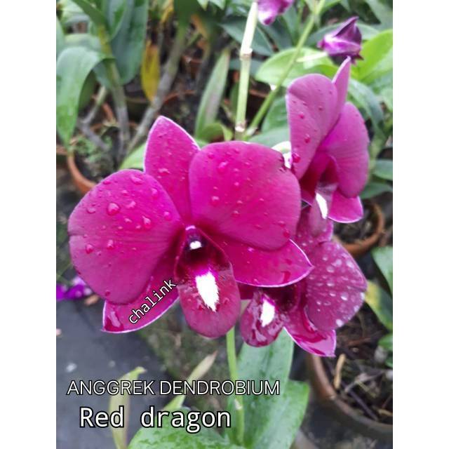 Jual Anggrek Dendrobium Red Dragon Shopee Indonesia