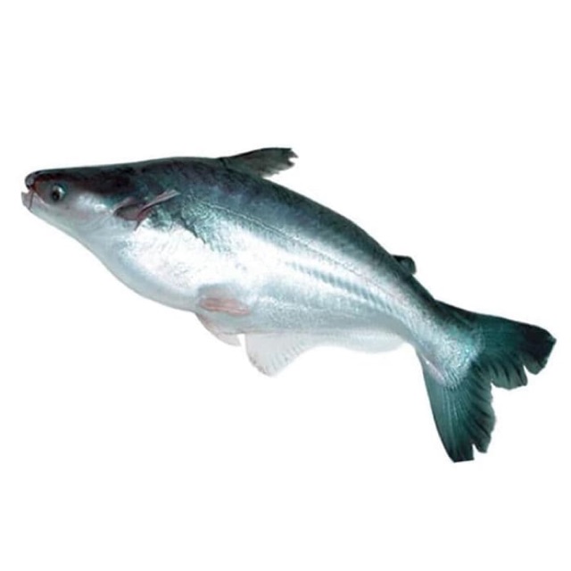 Jual Ikan Patin Utuh Segar Fresh Shopee Indonesia