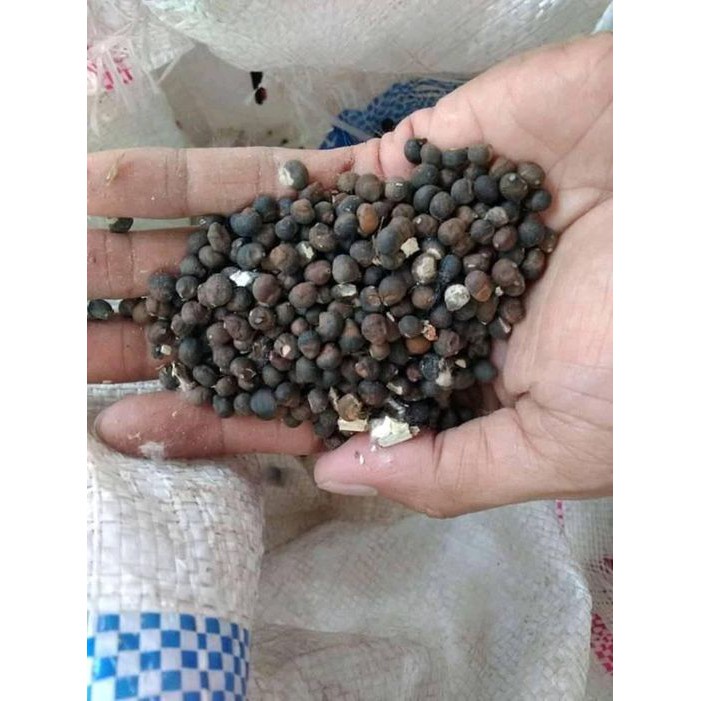 Jual Benih Biji Pohon Kapuk Randu Benih Bibit Kg Unggul Shopee