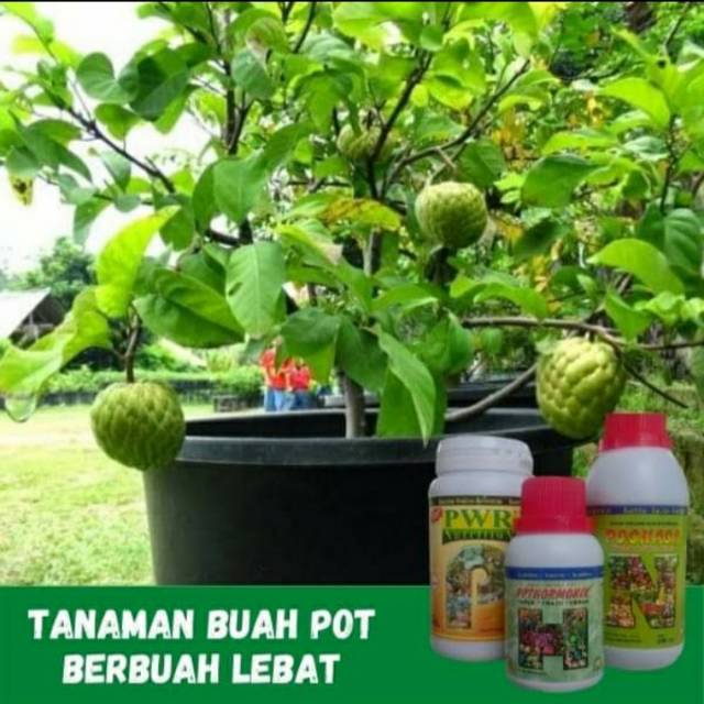 Jual Paket Pupuk Pelebat Buah Pupuk Organik Shopee Indonesia