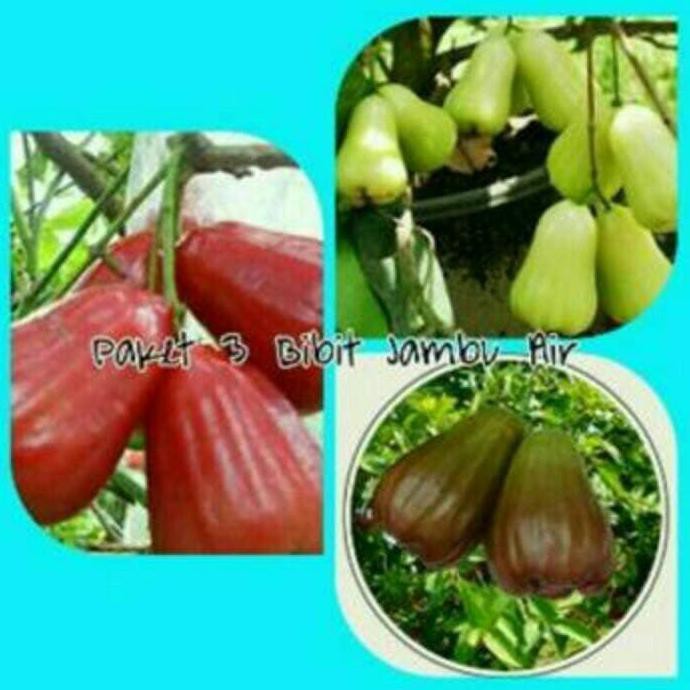 Jual Juz Paket Bibit Jambu Air Citra King Rose Dan Madu Deli