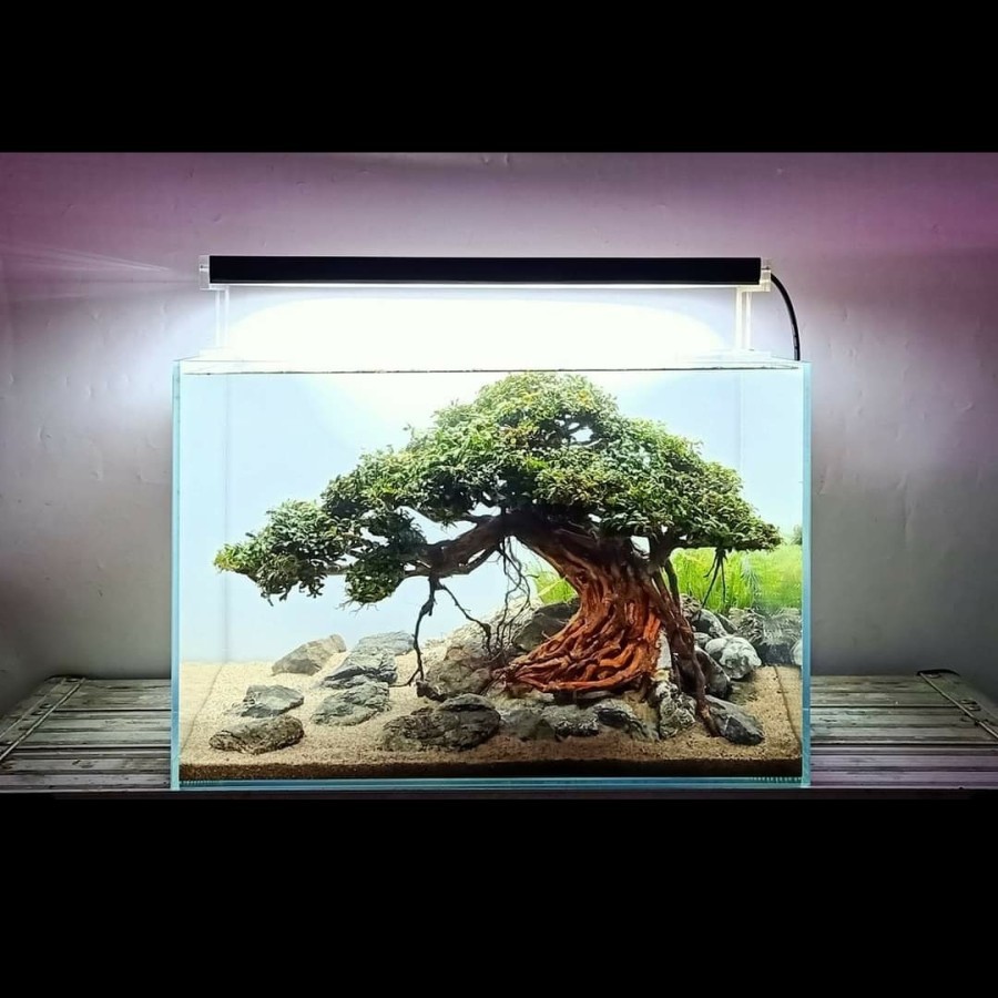 Jual Nickz Aquascape Cm Natural Bonsai Buche Palandra Fullset