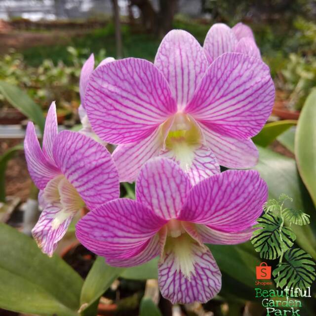 Jual Tanaman Hias Bunga Anggrek Dendrobium Pink Strip Angrrek