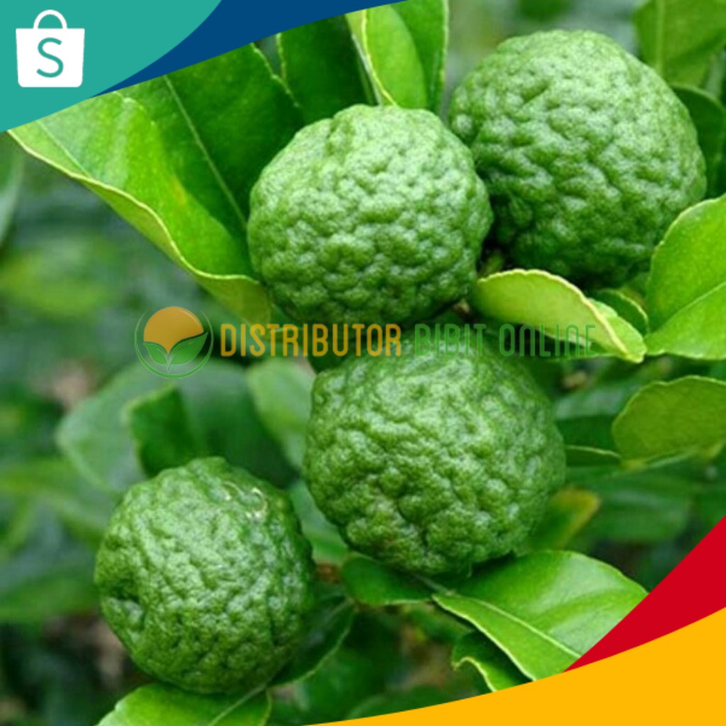 Jual Bibit Buah Jeruk Purut Jeruk Bumbu Shopee Indonesia