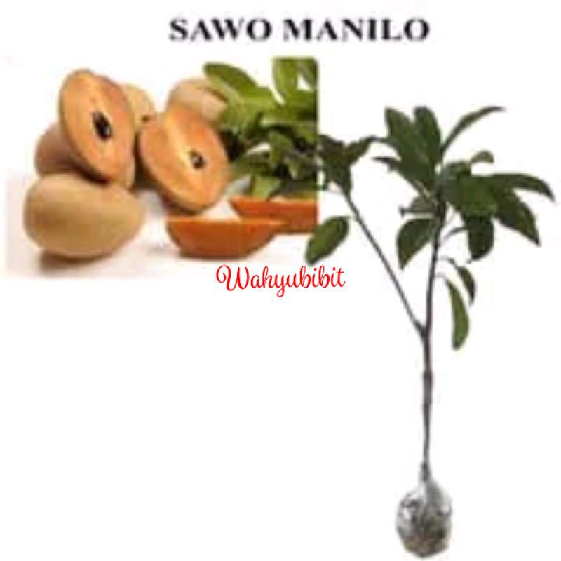 Jual Bibit Sawo Manila Manilo Benih Pohon Tanaman Buah Bisa Untuk