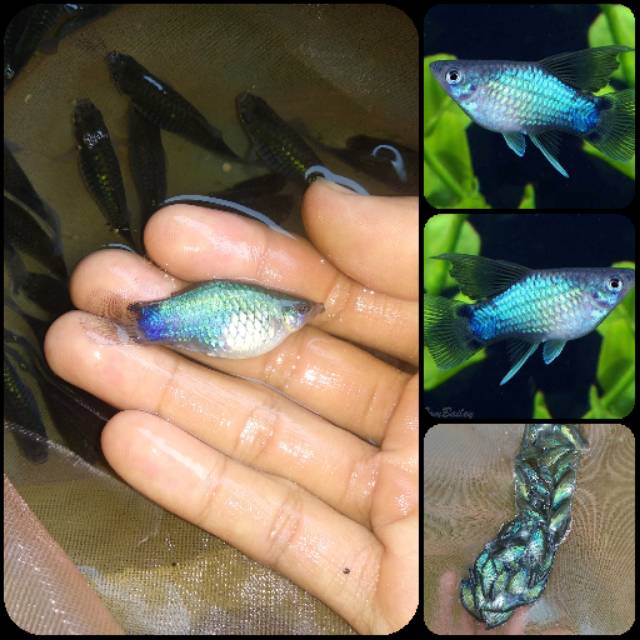 Jual Ikan Blue Mickey Mouse Platy Untuk Aquarium Dan Aquascape Shopee