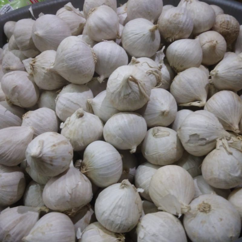 Jual Bawang Putih Tunggal Lanang Putih Kg Shopee Indonesia